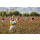 Baumwoll Sommer Bettdecke - extra-leichte Steppbett - Garanta Baumwolle 135x200 cm