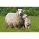 Merino Ganzjahres-Bettdecke - Duo-Leicht Steppbett - Garanta Merino KBA/KBT 155x220 cm