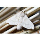 Wildseide Sommer Bettdecke - Leicht Steppbett - Garanta Wildseide